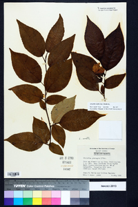 Stewartia ovata image