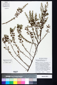 Hypericum brachyphyllum image