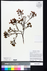 Hypericum brachyphyllum image