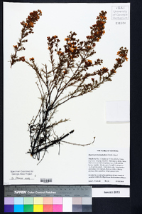 Hypericum brachyphyllum image