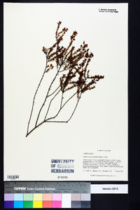 Hypericum brachyphyllum image