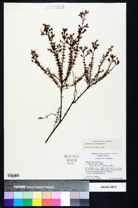 Hypericum brachyphyllum image