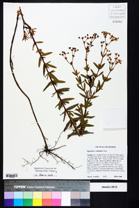 Hypericum cistifolium image