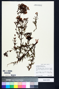 Hypericum cistifolium image