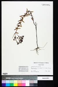 Hypericum cistifolium image