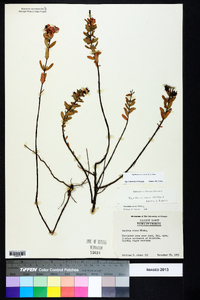 Hypericum crux-andreae image