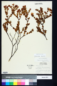 Hypericum crux-andreae image