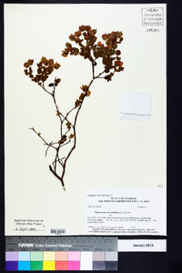 Hypericum crux-andreae image