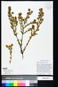 Hypericum crux-andreae image