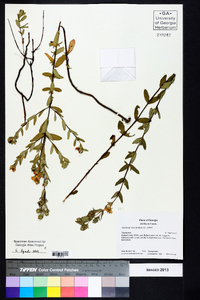 Hypericum crux-andreae image