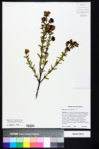 Hypericum crux-andreae image