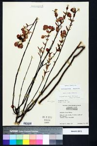 Hypericum crux-andreae image