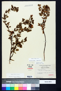 Hypericum crux-andreae image