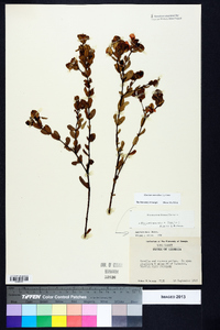 Hypericum crux-andreae image