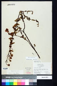 Hypericum crux-andreae image