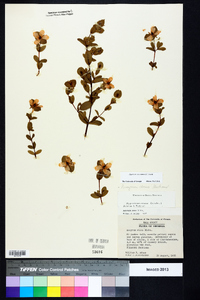 Hypericum crux-andreae image