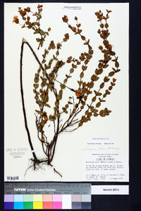 Hypericum crux-andreae image