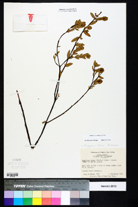 Hypericum crux-andreae image