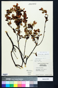 Hypericum crux-andreae image