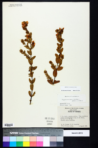 Hypericum crux-andreae image