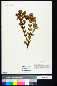 Hypericum crux-andreae image