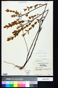 Hypericum crux-andreae image