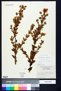 Hypericum crux-andreae image