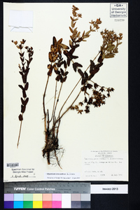 Hypericum crux-andreae image