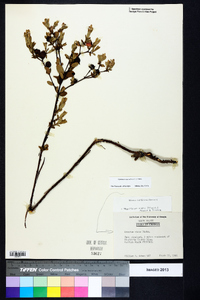 Hypericum crux-andreae image