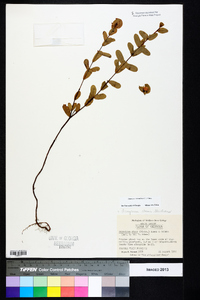 Hypericum crux-andreae image