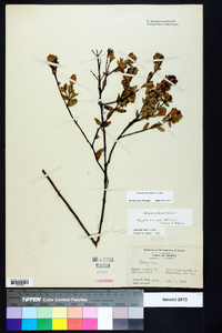 Hypericum crux-andreae image