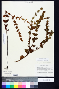 Hypericum crux-andreae image