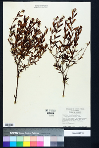 Hypericum densiflorum image