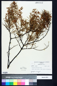 Hypericum densiflorum image