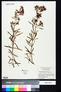 Hypericum densiflorum image