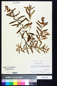 Hypericum densiflorum image