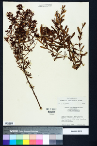 Hypericum densiflorum image