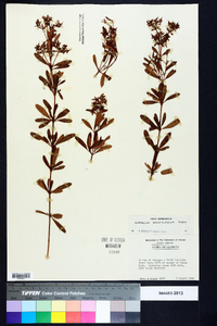 Hypericum densiflorum image