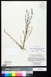 Hypericum drummondii image