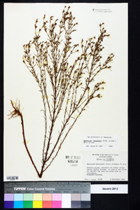 Hypericum drummondii image