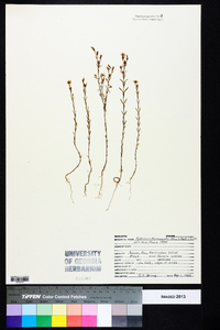 Hypericum drummondii image