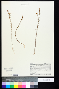 Hypericum drummondii image