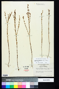 Hypericum drummondii image