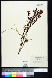 Hypericum fasciculatum image