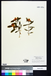 Hypericum frondosum image