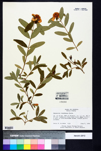 Hypericum frondosum image