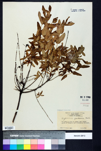 Hypericum frondosum image