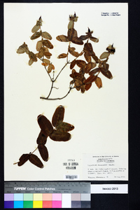 Hypericum frondosum image