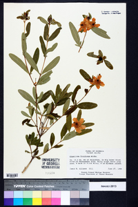 Hypericum frondosum image