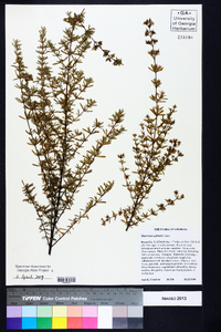 Hypericum galioides image